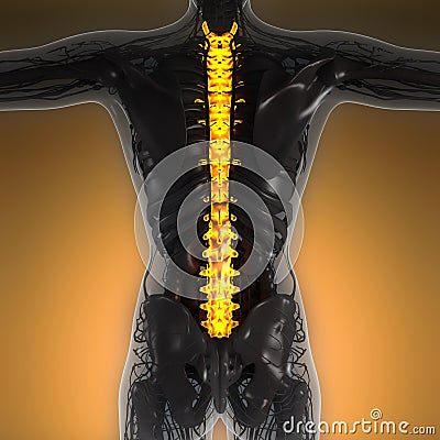 Science anatomy of human body in x-ray with glow back bones Stock Photo