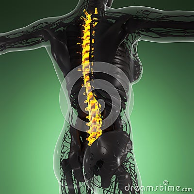 Science anatomy of human body in x-ray with glow back bones Stock Photo