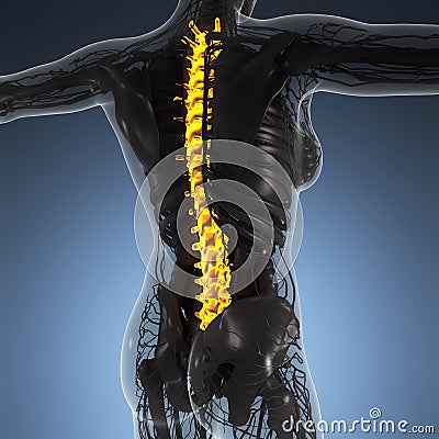 Science anatomy of human body in x-ray with glow back bones Stock Photo