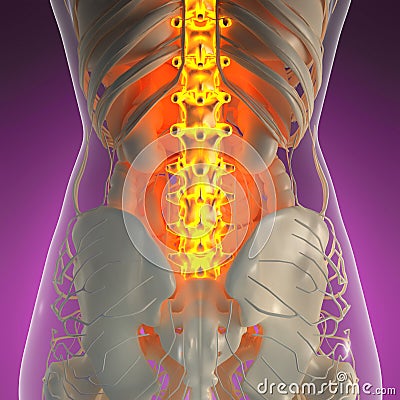 Science anatomy of human body in x-ray with glow back bones Stock Photo