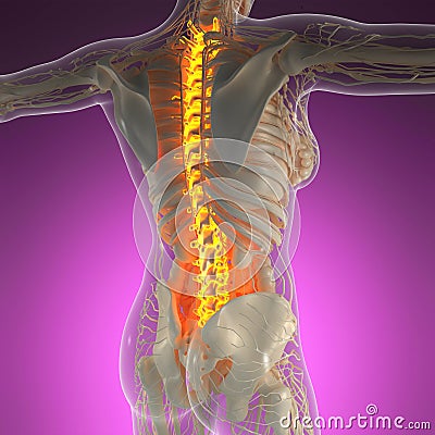 Science anatomy of human body in x-ray with glow back bones Stock Photo