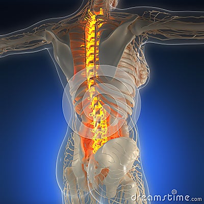 Science anatomy of human body in x-ray with glow back bones Stock Photo