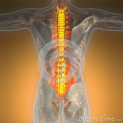 Science anatomy of human body in x-ray with glow back bones Stock Photo