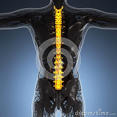 Science anatomy of human body in x-ray with glow back bones Stock Photo