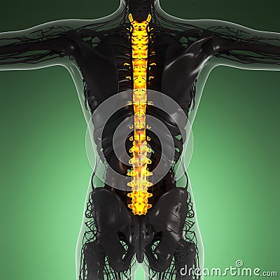 Science anatomy of human body in x-ray with glow back bones Stock Photo