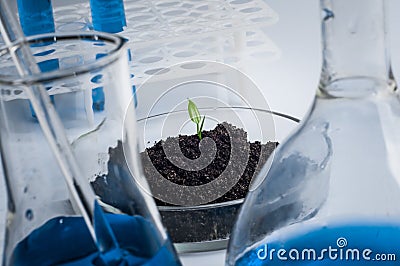 Science, biology, ecology, research and people concept - close up of scientist hands holding petri dish with plant and soil sample Stock Photo