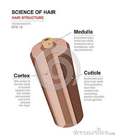 Science of hair. Anatomical training poster. Hair structure. Medical vector illustration Vector Illustration