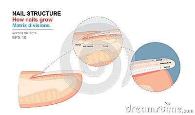 Science of human body. Anatomical training poster. Fingernail Anatomy. Structure of human nail. How nails grow. Matrix divisions Vector Illustration