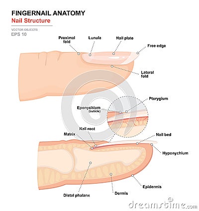 Science of human body. Anatomical training poster. Fingernail Anatomy. Structure of human nail. Cross-section of the finger Vector Illustration