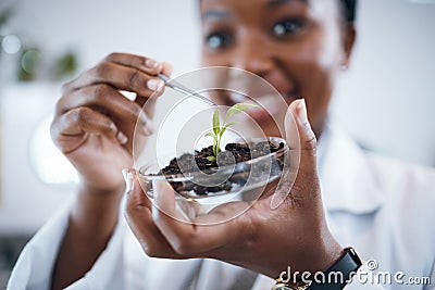Science laboratory, black woman and plants in Petri dish for agriculture study, sustainability research and food Stock Photo