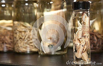 Science Laboratory: Cuttlefish Sample Stock Photo