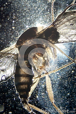 Science microscopy animal insect Stock Photo