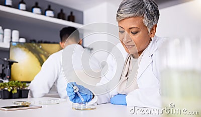 Science, research and sample with a senior woman in a lab for innovation or medical breakthrough. Medical, healthcare Stock Photo