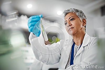 Science, test tube and senior woman scientist doing research, experiment or test on plants in lab. Ecology, glass and Stock Photo