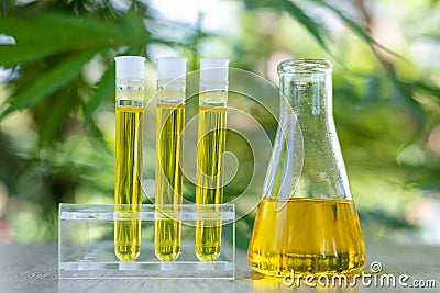 The researchers` hands are pouring CBD hemp oil into a glass tube. To be put to trial.Concept of alternative medicine, medicine, Stock Photo