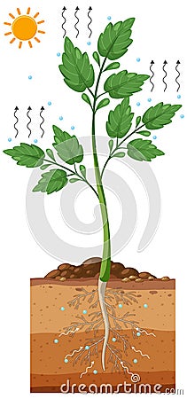 Science transpiration in plants Vector Illustration