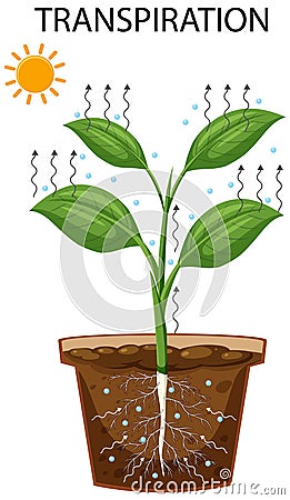 Science transpiration in plants Vector Illustration