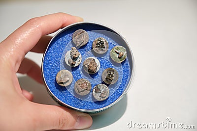 Scientific hand holding a box with scanning electron microscope samples on specimen mounts Stock Photo