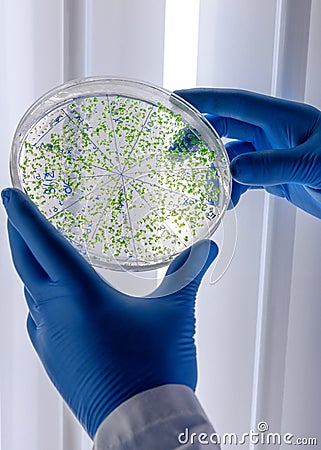 Scientific handling cultures in petri dishes in bioscience laboratory refrigerator. Concept of science, laboratory and study of Stock Photo