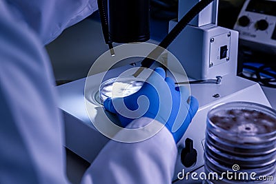 Scientific handling a light stereomicroscope examines a culture in a petri dish for pharmaceutical bioscience research. Concept of Stock Photo