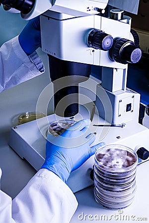 Scientific handling a light stereomicroscope examines a culture in a petri dish for pharmaceutical bioscience research. Concept of Stock Photo