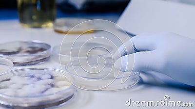 Scientific handling Microbiological cultures in a petri dish for pharmaceutical bioscience research. Concept of science, Stock Photo