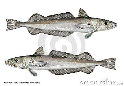 Scientific illustration of european hake Merluccius merluccius Vector Illustration