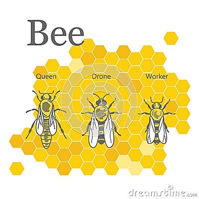 Scientific image of bees on the background of honeycombs. Vector Illustration