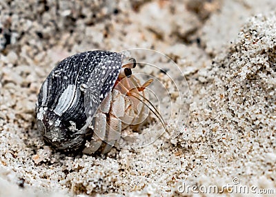 Coenobita rugosus, a Crustacean known as Hermit Crab, peeping from shell, to observe surroundings through flagellum and antennae. Stock Photo