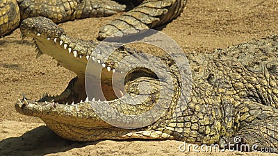 Nile crocodile cooling off, Hartbeespoort, North West, South Africa Stock Photo