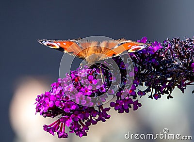 Peacock Butterfly Stock Photo