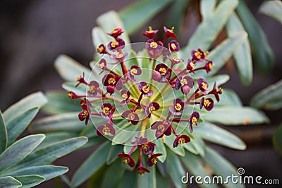 The scientific name of this plant is Euphorbia atropurpurea Stock Photo