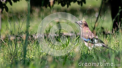 The scientific name of the species, glandarius, derives from the late Latin name used to designate these birds Stock Photo