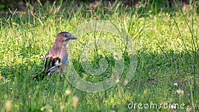 The scientific name of the species, glandarius, derives from the late Latin name used to designate these birds Stock Photo