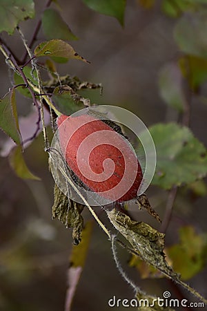 Long in the Taihang mountains wild. Stock Photo