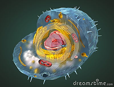 Scientifically correct illustration of the internal structure of a human cell, cut-away Cartoon Illustration