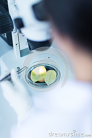 Scientist analyse plant disease with stereo microscope Stock Photo