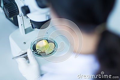 Scientist analyse plant disease with stereo microscope Stock Photo
