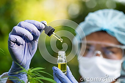 Scientist Analyzing and researching hemp oil extracts, Concept of herbal alternative medicine, cbd hemp oil, pharmaceptical Stock Photo