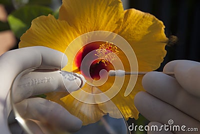 A scientist, biologist collects pollen from a Hibiscus flower Stock Photo