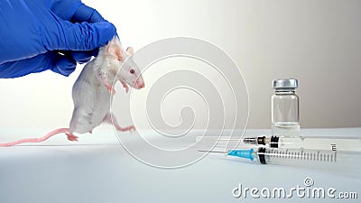 A scientist in blue gloves holding white abino lab laboratory mouse by scruff in order to conduct an experiment and test vaccine Stock Photo