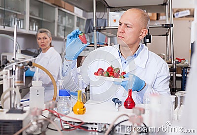 Scientist checking agricultural products Stock Photo