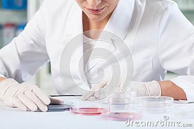 Scientist checking Petri dishes Stock Photo