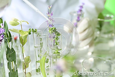 Scientist dripping liquid on plant in test tubes Stock Photo