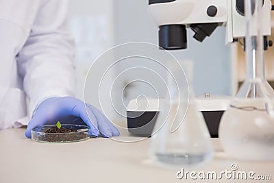 Scientist examining leaf in petri dish Stock Photo