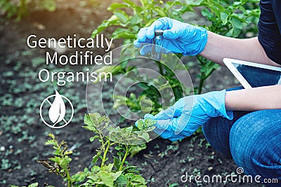 Scientist genetic engineer testing the plant for the presence of genetic modification. GMO organisms and products Stock Photo