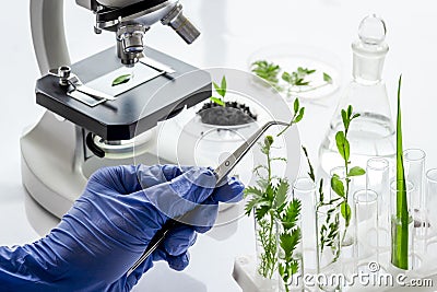 Scientist in gloves doing test with plants and microscope in biological lab Stock Photo