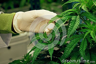 Scientist hand with medical rubber glove touching gratifying cannabis leaf. Stock Photo