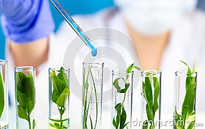 Scientist hold pipette with blue liquid water drop in test tubes with green fresh plant. Stock Photo