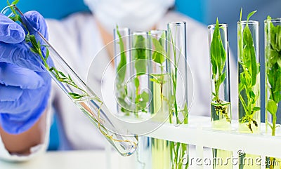 Scientist hold test tube with plant inside in laboratory. Stock Photo